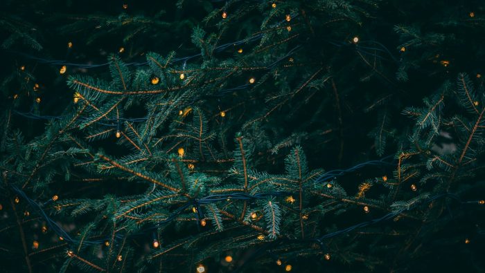 green pine tree with fireflies