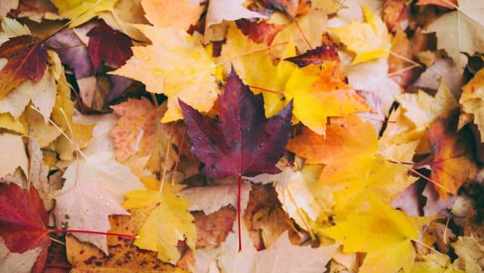 dried maple leaves